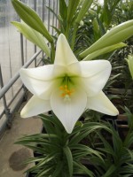 [1717 WhiteTower No01.JPG]